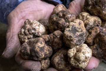tartufo