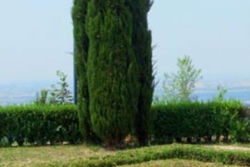 Belvedere - Alberi e panorama