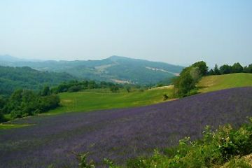 Campi di lavanda
