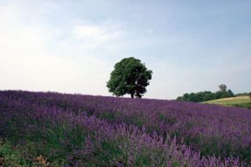 Campi di lavanda