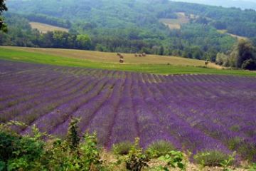 Campi di lavanda