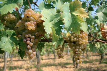 Vigneti - Grappolo d'uva