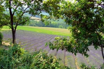 Campi di lavanda - Scorcio