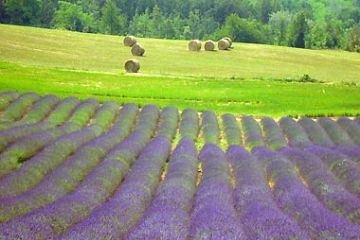 Campi di lavanda